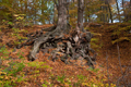 Wald