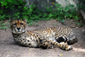 Gepard