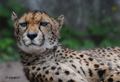 Gepard