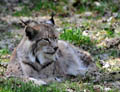 Luchs